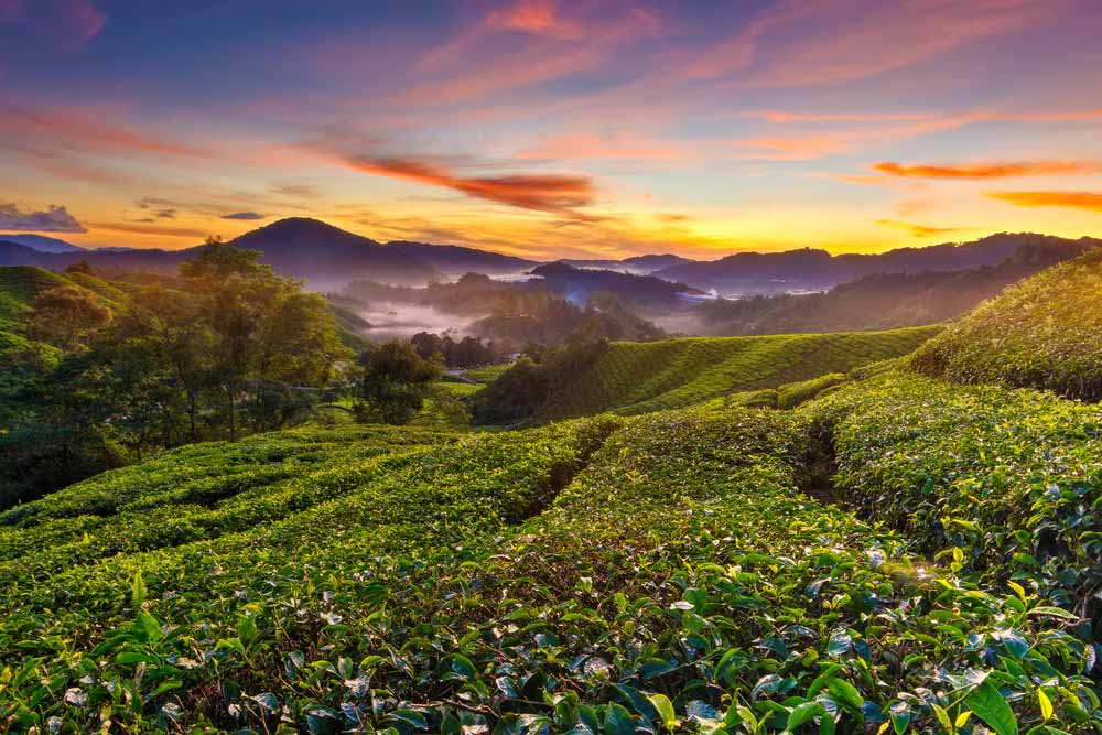 Cameron Highlands | BackpackenInAzië.nl