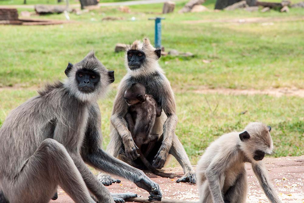 Anuradhapura