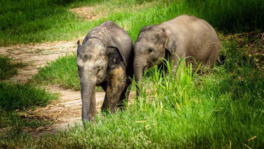 Chiang Mai 8