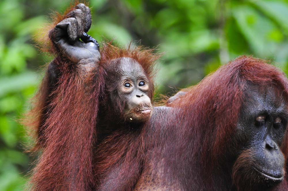 Oran Utan 2