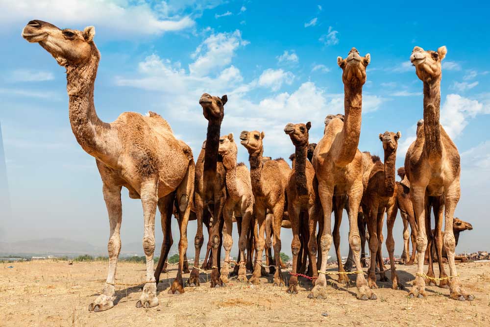 Pushkar