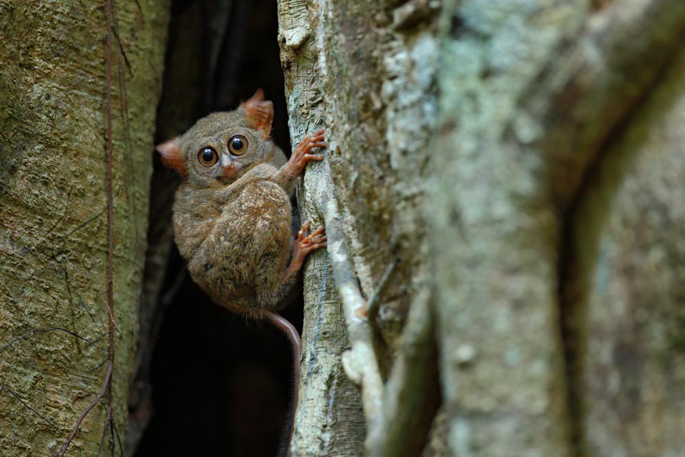 Tangkoko National Park