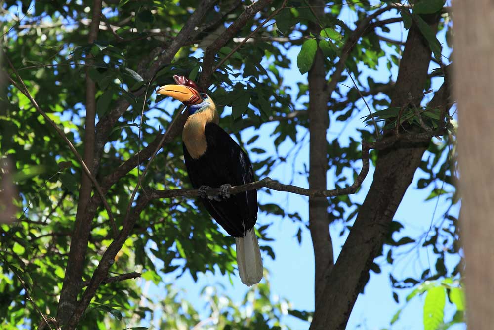 Tangkoko National Park