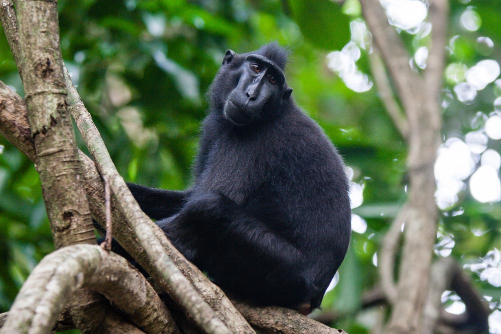 Tangkoko