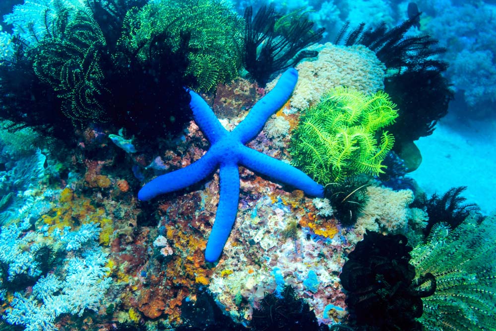 Mindoro