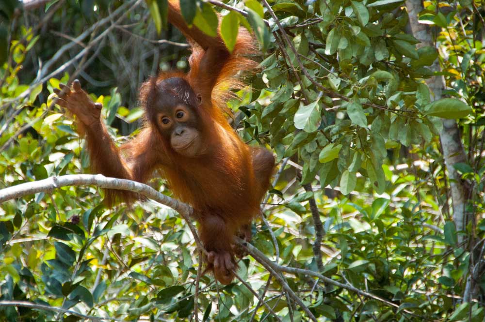 Tanjung Puting National Park