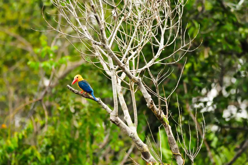 Tanjung Puting National Park