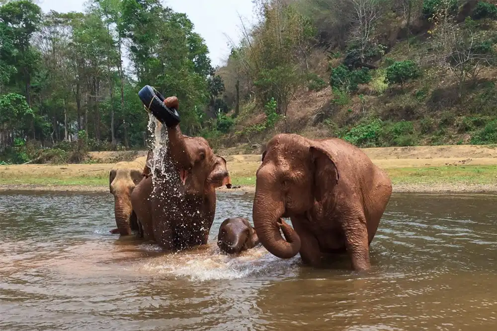 chiang mai elephant nature park