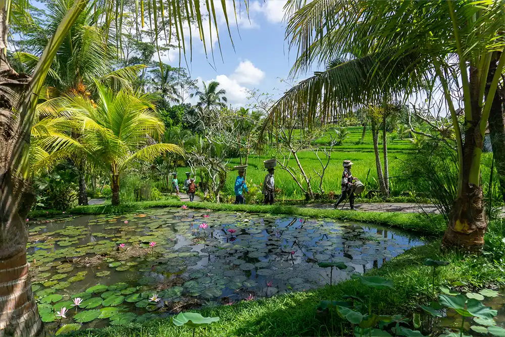 Campuhan Ridge Walk Ubud