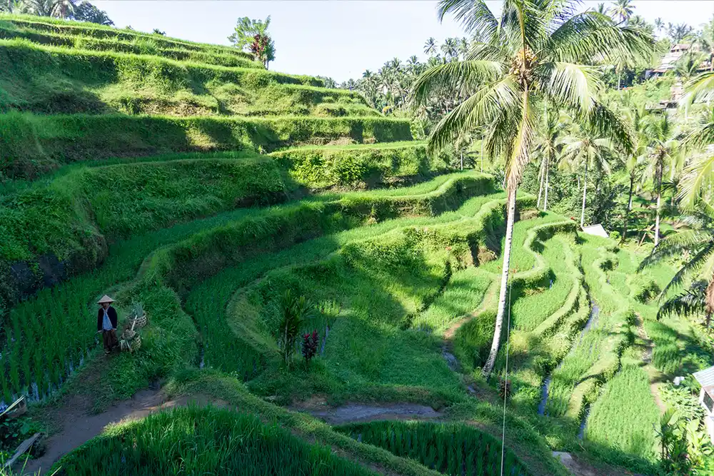Tegalalang rijstvelden Bali