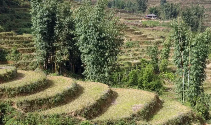 sapa