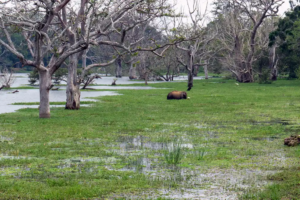 yala national park