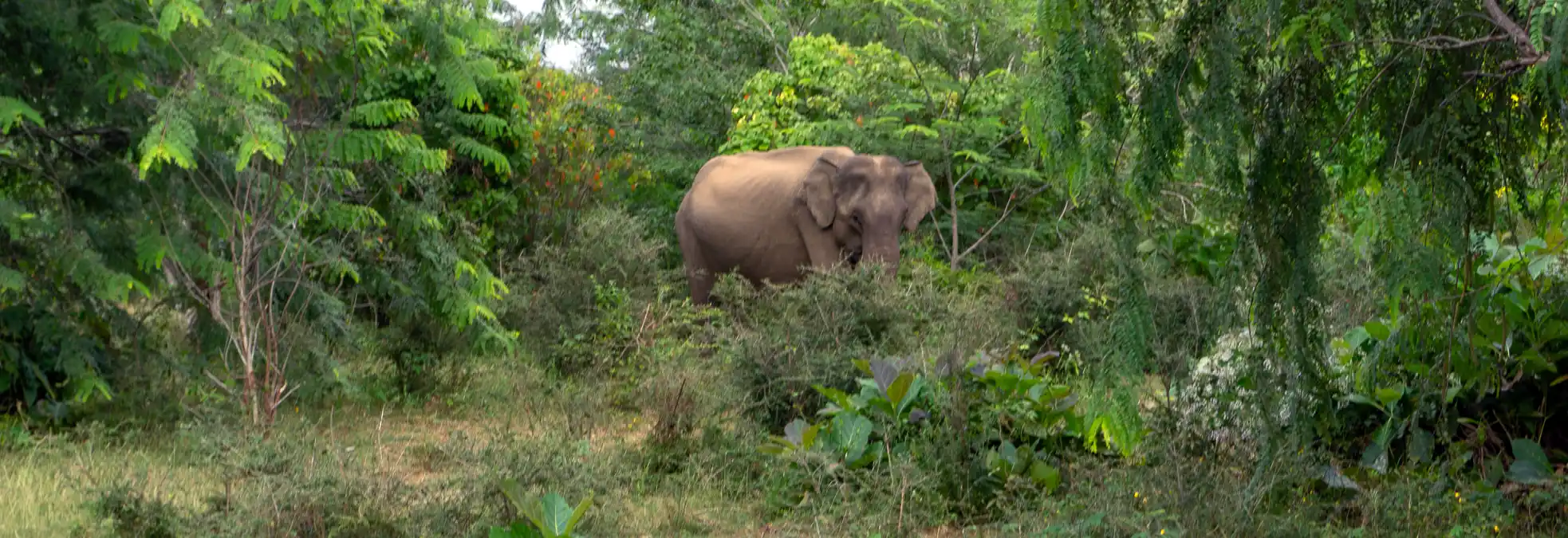 Yala National Park: luipaarden & beren in Sri Lanka